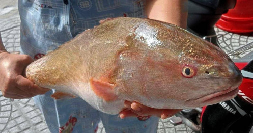 Ngư dân Đà Nẵng bắt được cá nghi sủ vàng nặng 3,5kg