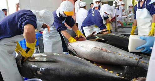 Xuất khẩu cá ngừ sang Italy liệu có chững lại sau khi tăng mạnh?