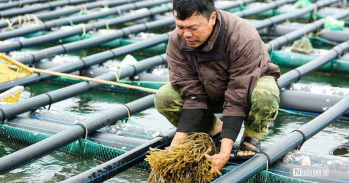 Bộ NN&PTNT đề nghị hạ giá thành trong nuôi trồng thủy sản