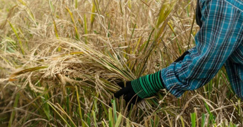 Giá gạo tăng vọt lên mức cao nhất kể từ năm 2008 do các mối đe dọa nguồn cung gia tăng