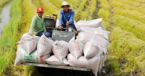 Chuyên gia: NĐT cần cẩn trọng với cổ phiếu ngành gạo