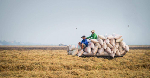 Bộ trưởng Lê Minh Hoan: Xuất khẩu tối đa 8 triệu tấn gạo