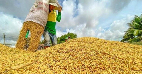 Philippines đàm phán mua thêm gạo Việt Nam