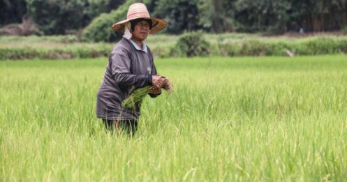 Giá gạo leo thang ở Thái Lan