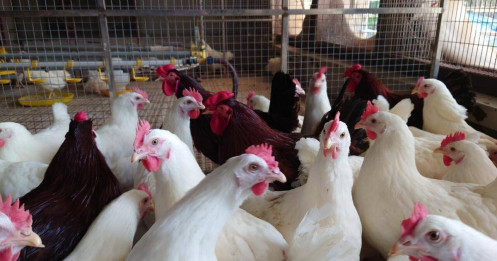 Hòa Phát (HPG) bán thêm giống gà đẻ trứng hồng nhập khẩu trực tiếp từ Mỹ