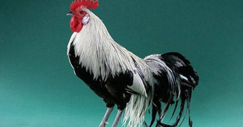 Ngắm nhìn giống gà có đuôi dài nhất Thế giới, có giá lên đến hàng trăm triệu đồng mỗi con