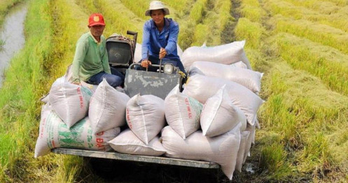 Việt Nam và Thái Lan đang “ngang cơ” trong cuộc đua giành vị trí thứ hai về xuất khẩu gạo