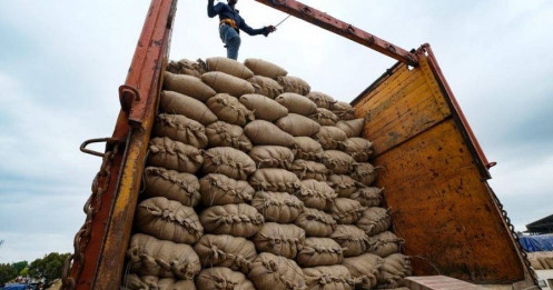 Bloomberg: Ấn Độ cân nhắc áp thuế xuất khẩu với gạo đồ