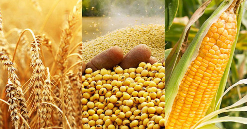 Nhận định hàng hoá nông sản ngày 22/08/2023