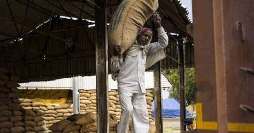 Ấn Độ siết thêm xuất khẩu gạo