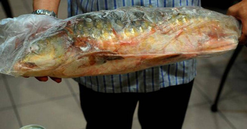 Cá được mệnh danh là “vong bất liễu ngư” có giá 10 triệu đồng/kg, sống môi trường rất đặc biệt