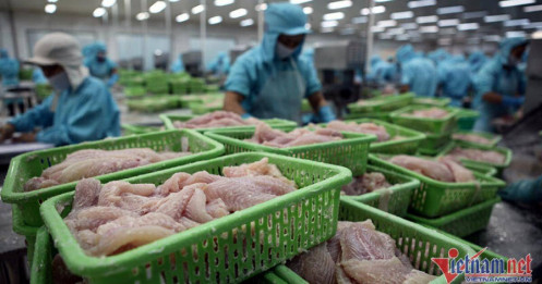 Thị trường lớn hồi phục, cá tra Việt Nam chuẩn bị đón ‘mùa vàng’