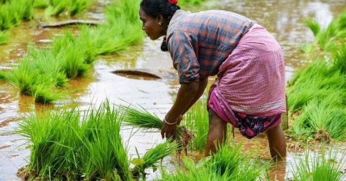 Giá gạo tăng kỷ lục, Ấn Độ tăng diện tích trồng lúa