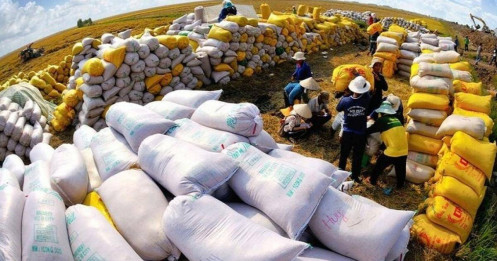 Giá gạo liên tục lập đỉnh, VFA đề nghị quy định giá sàn xuất khẩu