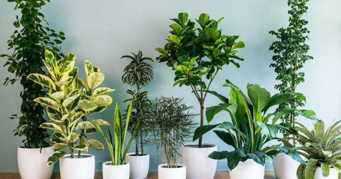 5 sai lầm khi trồng cây tại nhà, xanh đâu chưa thấy làm ảnh hưởng không gian