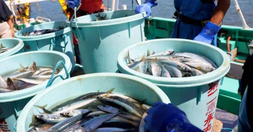 Nhật Bản làm gì để đối phó với lệnh cấm hải sản của Trung Quốc?
