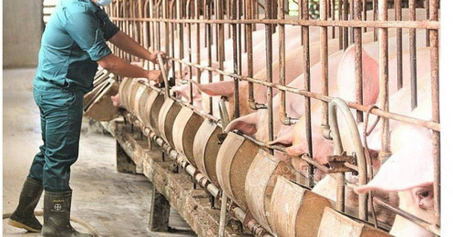 Thịt lợn DBC- Điểm nhấn Vaccin dịch tả lợn Châu Phi đã kiểm nghiệm đạt tiêu chuẩn