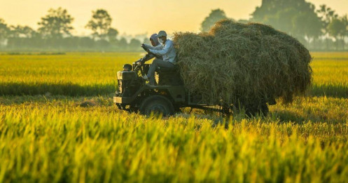 Thị trường nông sản tuần qua: Giá gạo xuất khẩu giảm