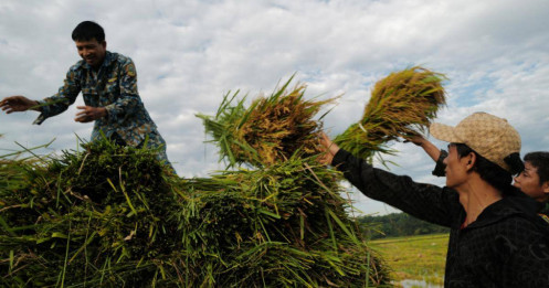 Nhiều nước nhập khẩu gạo Việt tăng đột biến