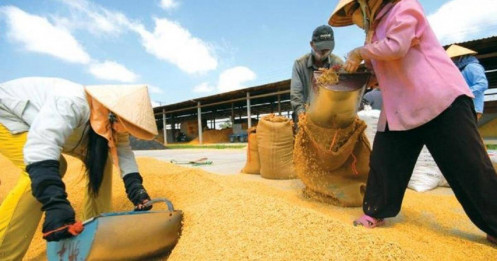 Việt Nam đẩy mạnh xuất khẩu gạo, tiềm năng dẫn đầu làn sóng mới