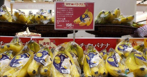 Thị trường Nhật Bản tăng nhập khẩu chuối từ Việt Nam