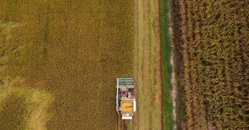 Giá gạo tăng gieo hy vọng thoát nợ cho nông dân Thái Lan