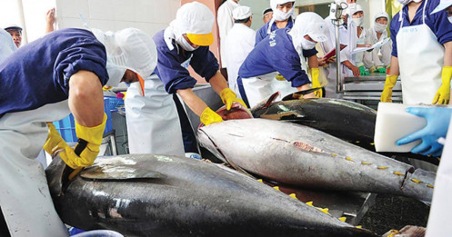 Xuất khẩu cá ngừ đạt mức cao nhất từ đầu năm