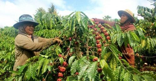 Giá cà phê cao kỷ lục, vì sao nông dân hụt hẫng?