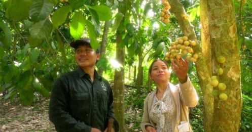 Quảng Nam: Nhiều nông dân phấn khởi vì lòn bon được mùa, được giá