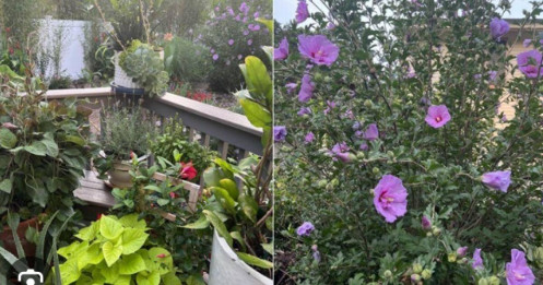 Mãn nhãn khu vườn muôn sắc hoa của vợ cũ Đàm Vĩnh Hưng