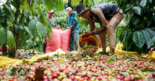 Thị trường nông sản: Giá gạo, cà phê cùng giảm