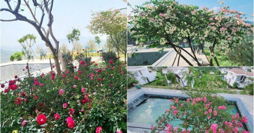 Khu vườn đầy hoa trái trong biệt thự 600m2 như resort của Mạnh Trường
