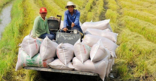 Cơn sốt giá gạo "giảm nhiệt": Cần tạo đột phá từ gạo chất lượng cao XK