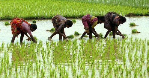 Ấn Độ sắp hạ giá sàn xuất khẩu gạo