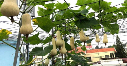 Mẹ đảm Đồng Nai “biến” nóc nhà thành khu vườn 50m2, trồng hàng chục loại rau trái