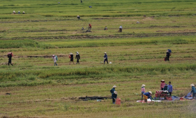 Việt Nam đảm bảo cung cầu gạo thế nào trước nhu cầu xuất khẩu tăng đột biến