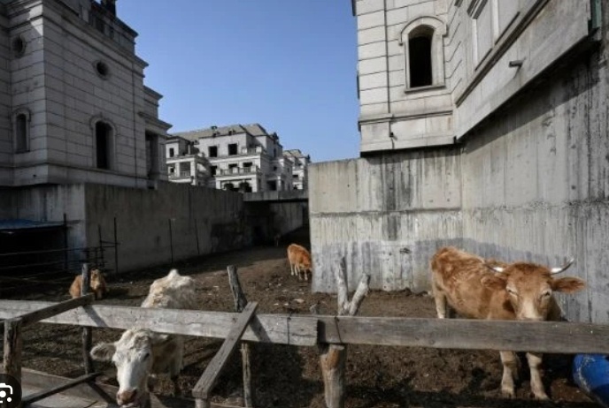 ‘Thị trấn ma’ có 260 siêu biệt thự bỏ hoang, bị biến thành nơi chăn thả gia súc