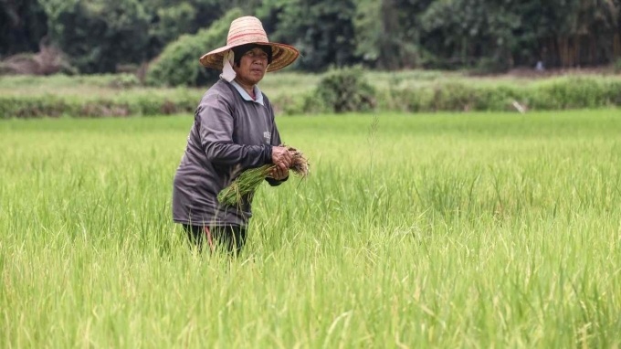 Giá gạo leo thang ở Thái Lan