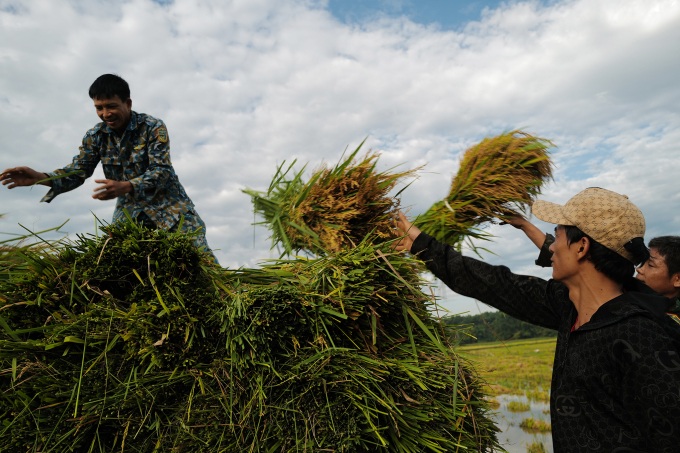 Nhiều nước nhập khẩu gạo Việt tăng đột biến