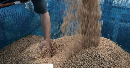 Thị trường gạo đối mặt thêm nhiều căng thẳng từ El Niño