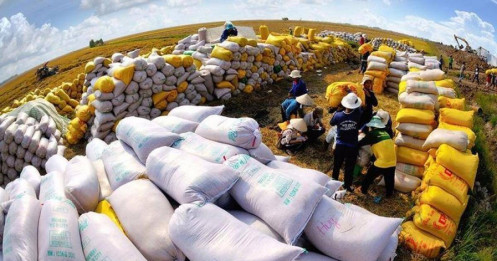 Mirae Asset kỳ vọng DN ngành gạo lãi lớn cuối năm nhờ hưởng lợi giá gạo tăng