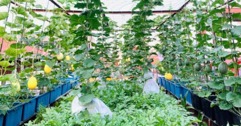 Bà mẹ 4 con làm vườn sân thượng ở Hà Nội, “bội thu” cả tạ dưa, rau ăn quanh năm