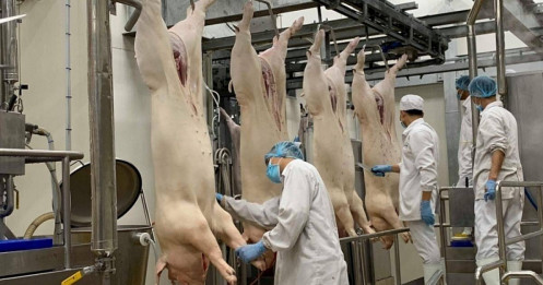 Xuất khẩu thịt tăng mạnh trong quý III/2023