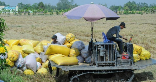 Diễn biến bất ngờ liên quan giá gạo Việt cao kỷ lục