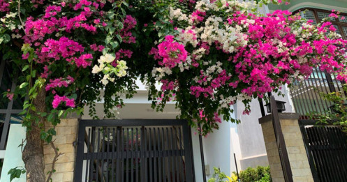 Có nên trồng cây hoa giấy trước nhà?