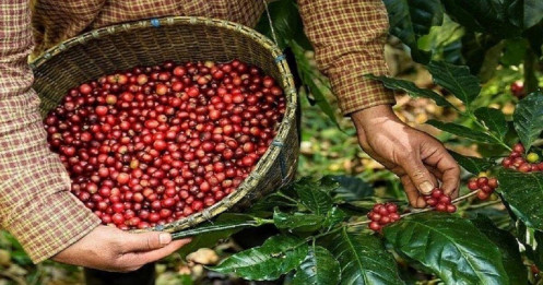 Xuất khẩu cà phê vượt mốc 4 tỷ USD: Cơ hội tăng tốc