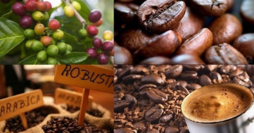 Đà tăng giá cà phê robusta đang quay trở lại?