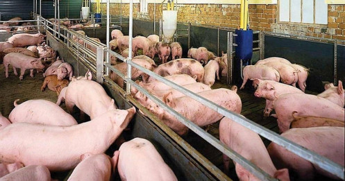 Giá lợn hơi “đảo chiều”: Những con số và dự báo trong thời gian tới