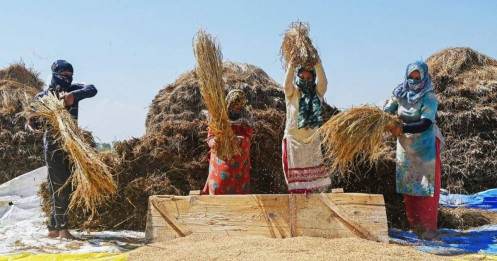 Ấn Độ tiếp tục duy trì lệnh cấm xuất khẩu gạo đến năm 2024