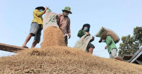 Lợi nhuận nông dân trồng lúa giảm hơn so với 10 năm trước: Vì sao?